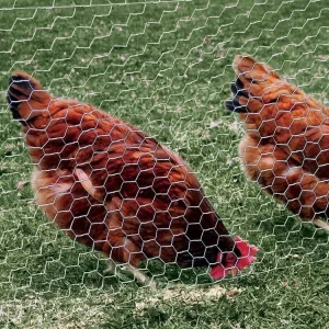 tiger metal industries corporation chicken wire, tmic chicken wire, chicken wire.